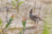 ヒバリの写真1｜冠羽を立てています。