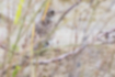 ヒバリの写真4｜河川敷によく馴染む色です。
