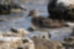 ヒバリシギの写真2｜海岸にいたヒバリシギです。