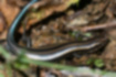 ヒガシニホントカゲの写真｜「幼体は尾にかけて光沢のある青色です。」