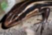 ヒガシニホントカゲの写真4｜細い指は5本です。