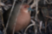 Picture of Ruddy crake3｜Its iris is red.