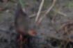 Picture of Ruddy crake4｜It came to feed near the water.