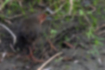 Picture of Ruddy crake5｜It ran away into the grass.