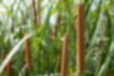 Picture of Southern Cattail1｜Reddish brown ripe spikes.