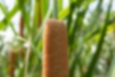 Picture of Southern Cattail2｜The top of the spike is yellow-green.