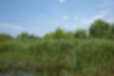 Free images of Southern Cattail｜「Grows lushly around the waterside.」