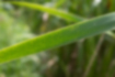 Picture of Southern Cattail4｜The leaves are just over 1cm wide.