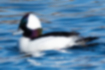 Picture of Bufflehead1｜The structural color of the head is beautiful.