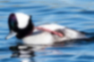 Picture of Bufflehead3｜The legs are flesh colored.