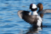 Picture of Bufflehead5｜Back of head and belly are white.