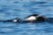 Picture of Bufflehead6｜It was diving and foraging.