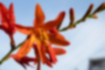 Picture of crocosmia1｜Fiery orange flowers.