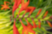 Free images of crocosmia｜「Spikelets.」