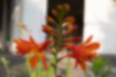 Free images of crocosmia｜「The flowers bloom on both sides.」