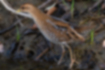 Picture of Baillon's crake1｜White lines run sparsely on the brown body.