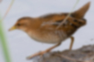 Picture of Baillon's crake2｜The belly is whitish.