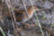 Picture of Baillon's crake4｜It came out of the bushes.