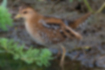 Picture of Baillon's crake5｜Its beak is yellow.