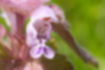 Free images of Red Deadnettle｜「Red-purple lip-shaped flowers.」