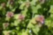 Free images of Red Deadnettle｜「There were many growing in sunny places.」