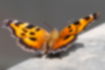 ヒオドシチョウの写真｜「鮮やかな褐色の地に黒い斑点が並びます。」