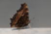 ヒオドシチョウの写真2｜翅を閉じると樹皮のような見た目です。