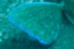 ホウボウの写真｜「胸鰭は縁が鮮やかな青です。」