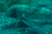 ホウボウの写真3｜胸鰭したの軟条が脚のようになっています。