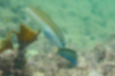 Free images of Motleystripe rainbowfish｜「it was feeding on rocks.」