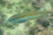 Picture of Motleystripe rainbowfish3｜There is a whitish line on the back.