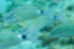 ホウライヒメジの写真1｜小群で泳いでいました。
