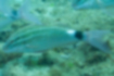 ホウライヒメジの写真2｜尾鰭の付け根に黒斑があります。