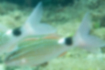 Picture of Whitesaddle goatfish3｜The black spots are large.