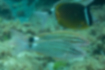 Picture of Whitesaddle goatfish4｜It was about twice the size of Chow Chow.
