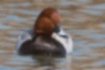 Free images of Common pochard｜「A whitish band runs along the beak.」