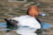 Free images of Common pochard｜「The body is gray.」