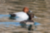 Free images of Common pochard｜「Swimming with a tufted duck.」
