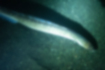 ホタテウミヘビの写真｜「砂から出てきました。」