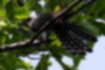 ホトトギスの写真｜「尾羽には白い斑紋が並びます。」