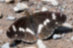 イチモンジチョウの写真1｜翅を一文字に横切る白い帯です。