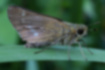 イチモンジセセリの写真1｜後翅に銀色の紋が並んでいます。
