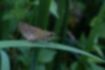 イチモンジセセリの写真｜「葉の上でじっとしていました。」