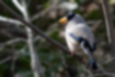 Free images of Japanese Grosbeak｜「It has a distinctive yellow beak and black head.」