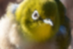 Picture of Japanese Grosbeak6｜The beak is slightly open.