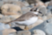 Free images of Charadrius placidus｜「It was hiding among the stones in the riverbed.」