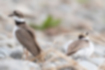 Free images of Charadrius placidus｜「It is alert with its neck stretched out.」