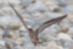 Free images of Charadrius placidus｜「It flew several tens of meters.」