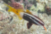 Picture of Bicolor goatfish1｜Bright yellow from the caudal fin.