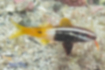 Picture of Bicolor goatfish2｜Barbels are orange.